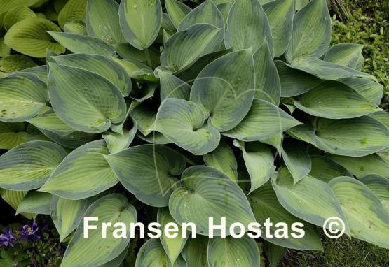 Hosta Paradise Joyce