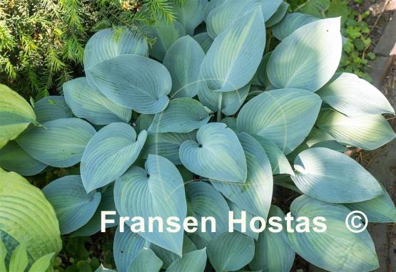 Hosta Paradise Joyce