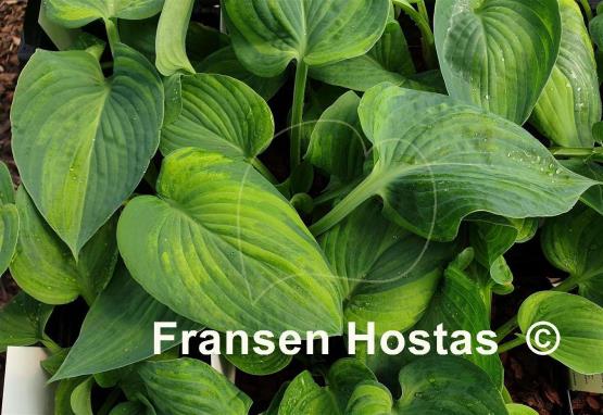 Hosta Paradise Lightning