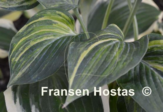 Hosta Paradise Lightning