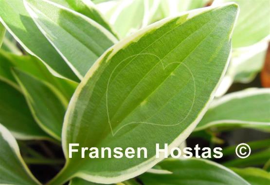 Hosta Paradise Parade