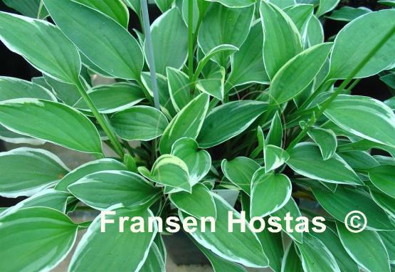 Hosta Paradise Parade