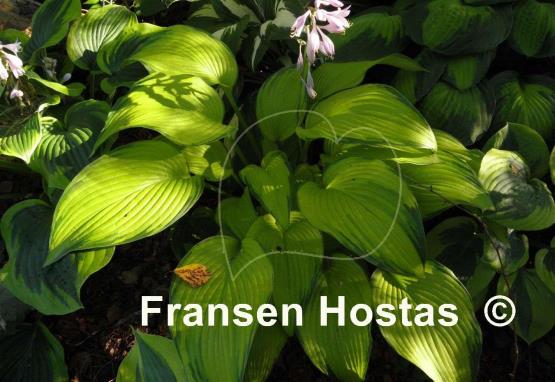 Hosta Paradise Power