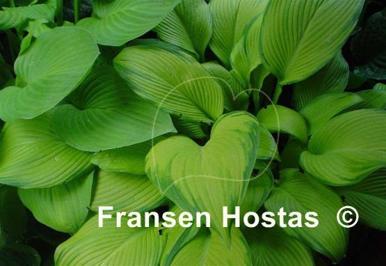 Hosta Paradise Power