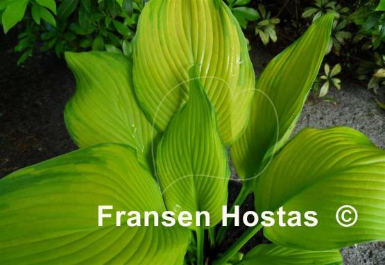 Hosta Paradise Power
