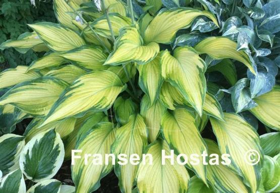 Hosta Paradise Power