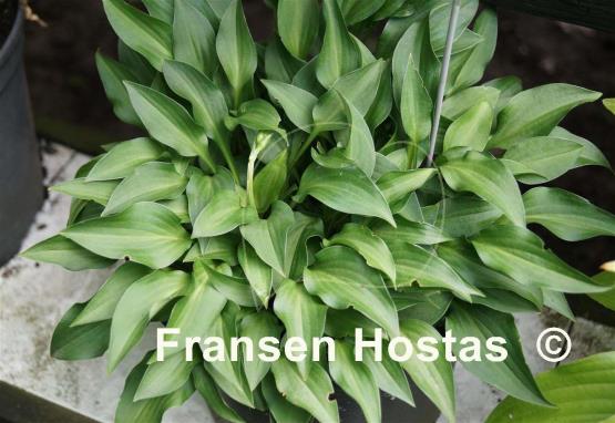 Hosta Paradise Puppet