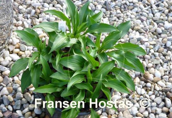 Hosta Paradise Puppet