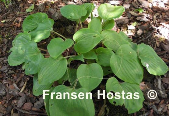 Hosta Paradise Red Delight