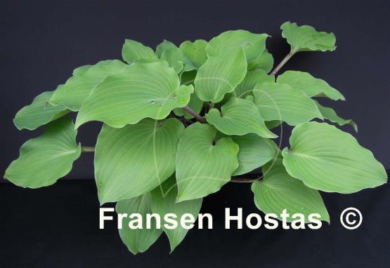 Hosta Paradise Red Delight