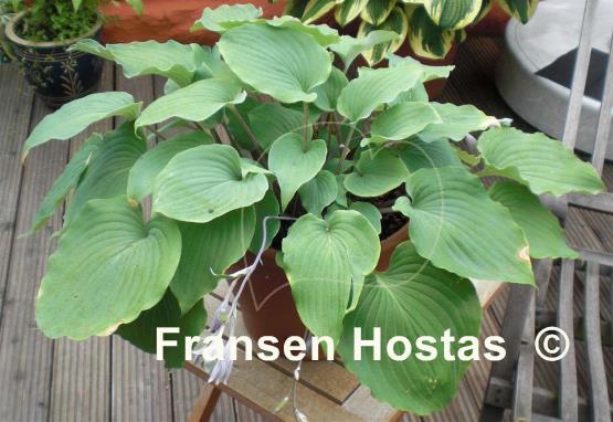 Hosta Paradise Red Delight