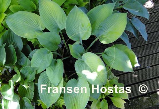 Hosta Paradise Sandstorm
