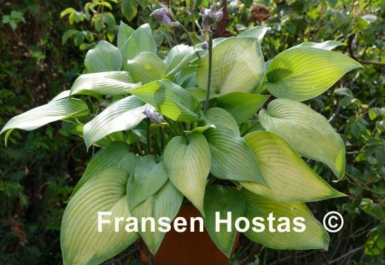 Hosta Paradise Sandstorm