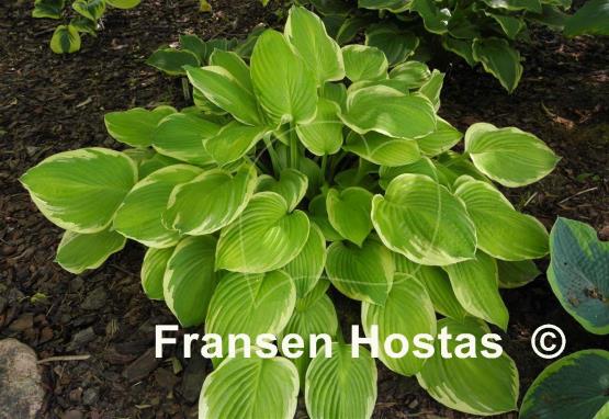 Hosta Paradise Standard