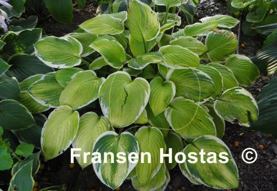 Hosta Paradise Standard