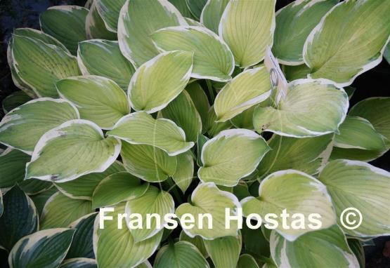 Hosta Paradise Standard
