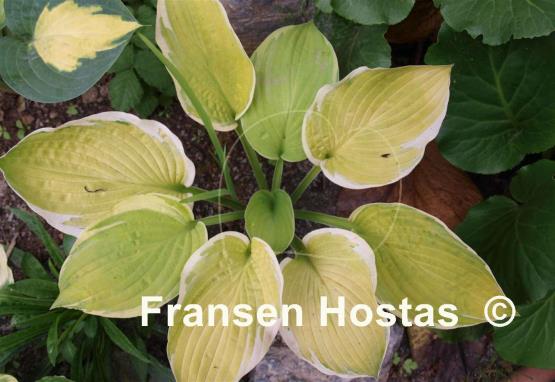 Hosta Paradise Standard