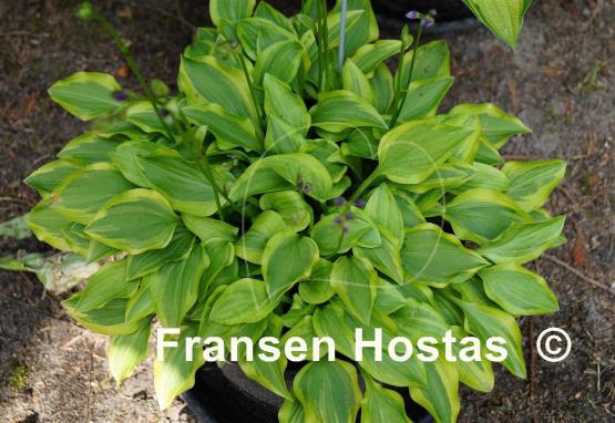 Hosta Paradise Sunset