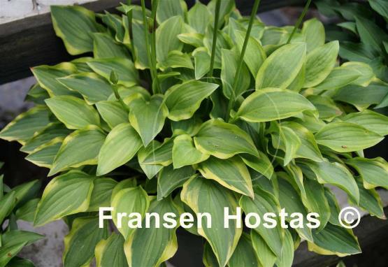 Hosta Paradise Sunset