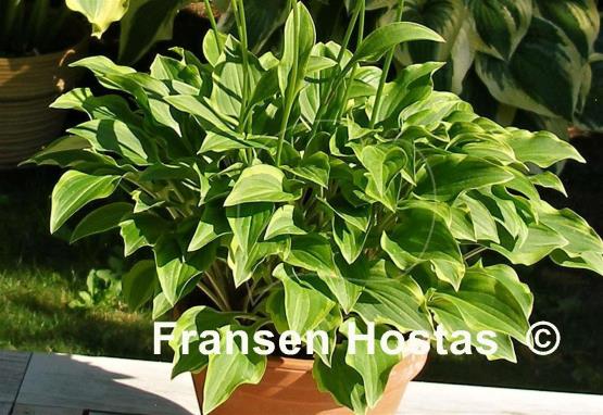 Hosta Paradise Sunset