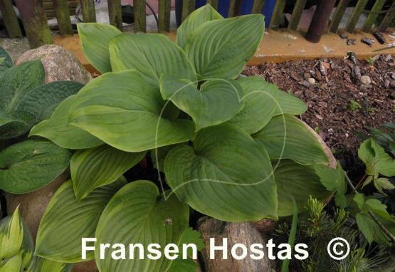 Hosta Paradise Sunshine