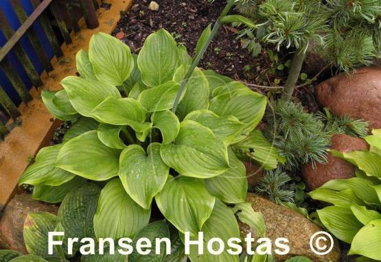 Hosta Paradise Sunshine