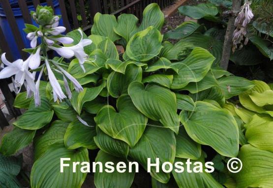 Hosta Paradise Sunshine