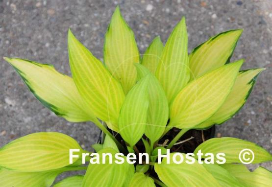 Hosta Paradise Tritone