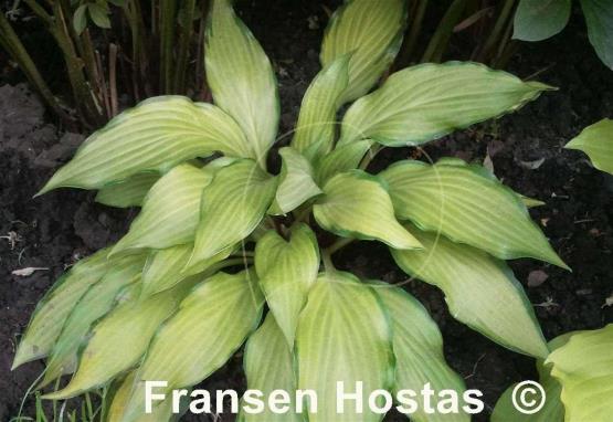 Hosta Paradise Tritone