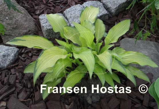 Hosta Paradise Tritone