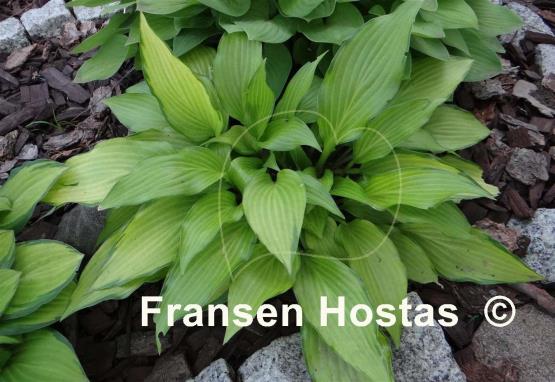 Hosta Paradise Tritone
