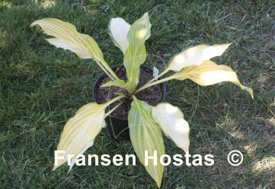 Hosta Paradise Tritone