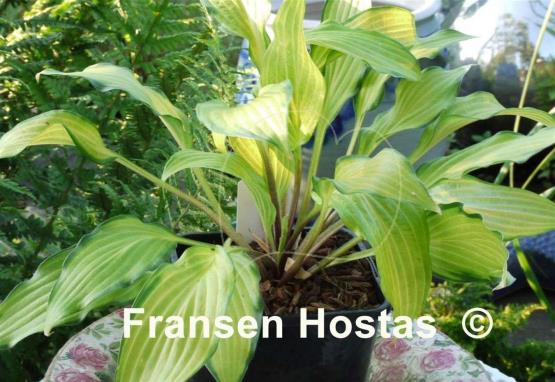 Hosta Paradise Tritone