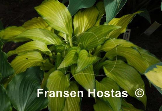 Hosta Paradise Tritone