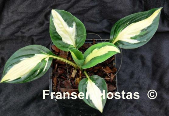 Hosta Paradise on Fire
