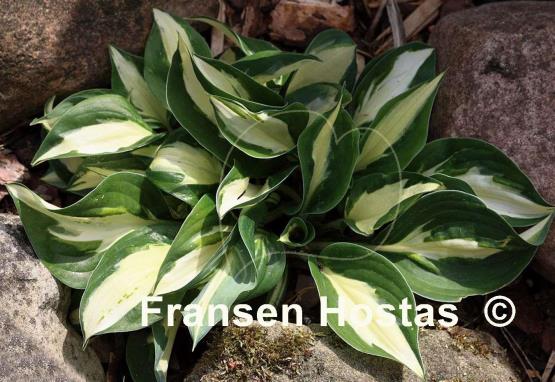 Hosta Paradise on Fire