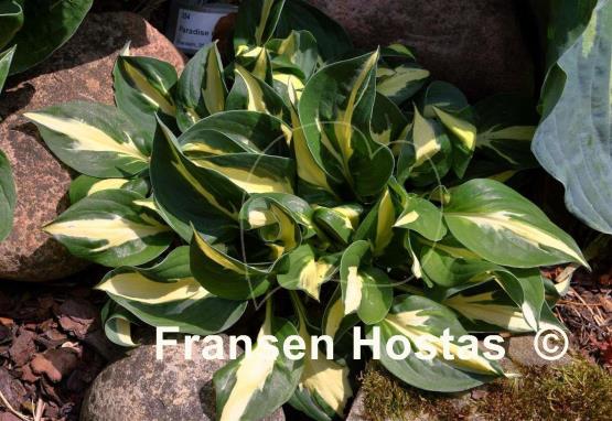 Hosta Paradise on Fire