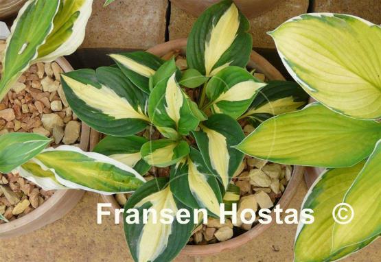 Hosta Paradise on Fire