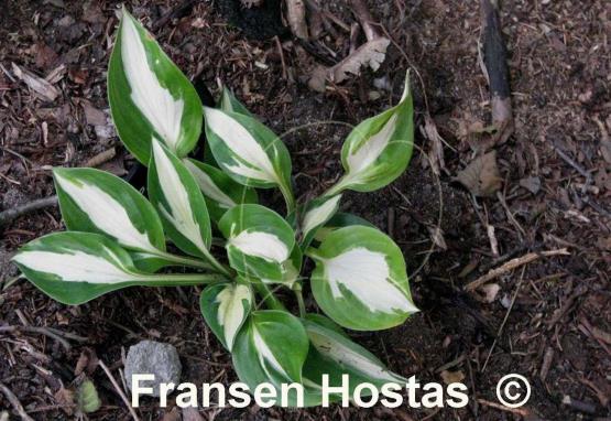 Hosta Paradise on Fire