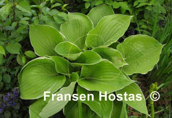 Hosta Parhelion