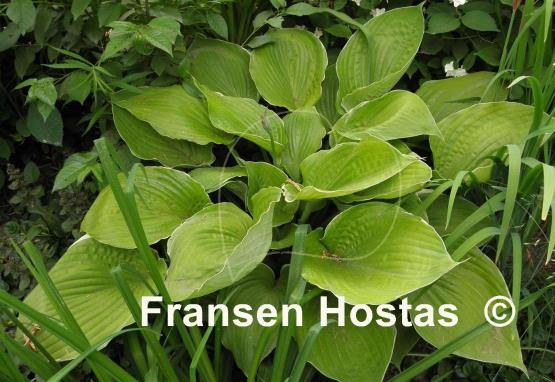 Hosta Parhelion