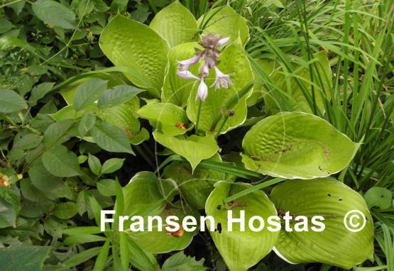 Hosta Parhelion