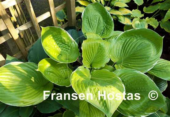 Hosta Parhelion