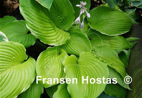 Hosta Parhelion