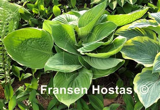 Hosta Parhelion