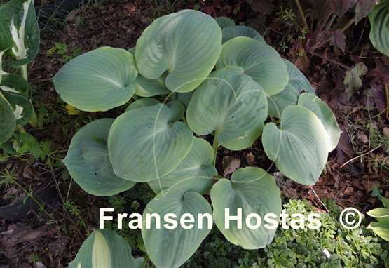 Hosta Parisian Silk