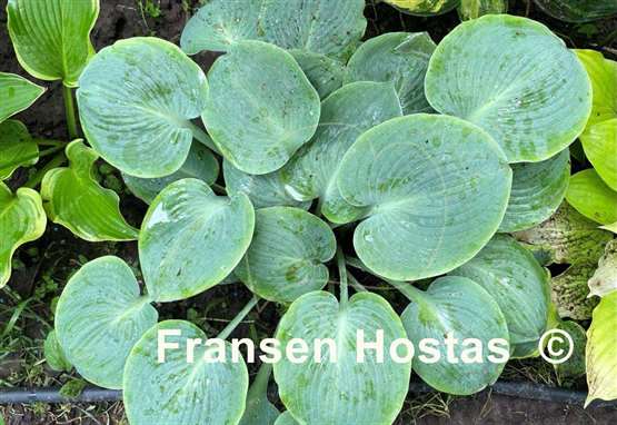 Hosta Parisian Silk