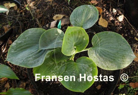 Hosta Parisian Silk