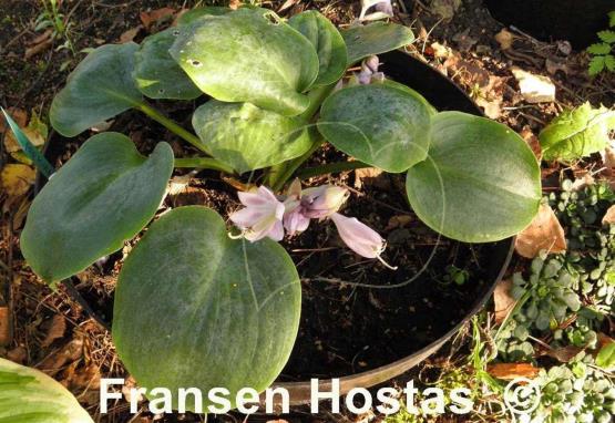 Hosta Parisian Silk
