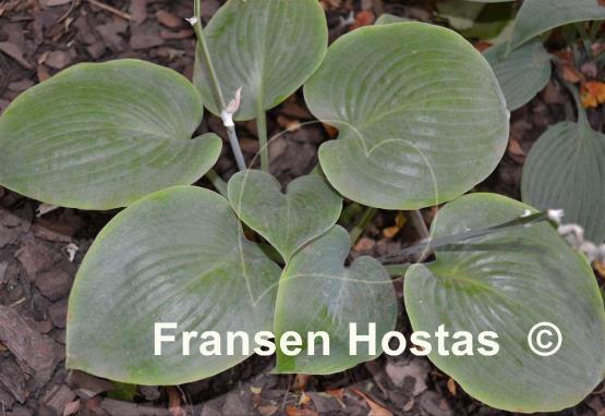 Hosta Parisian Silk